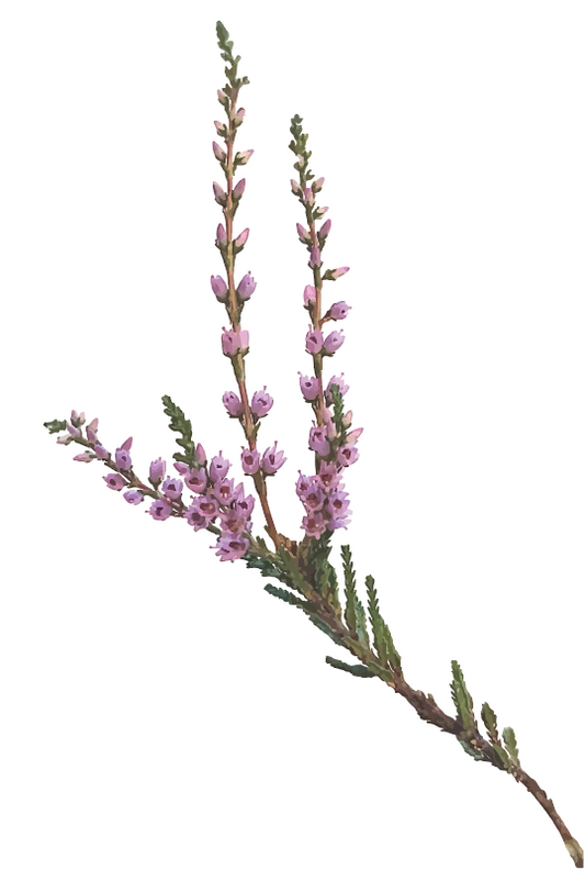 Pink Erica Greeting Card and Poster from Kashima KAMI. Kashima.is