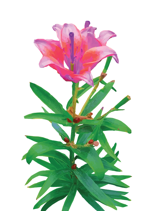 Tiger Lilly Greeting Card