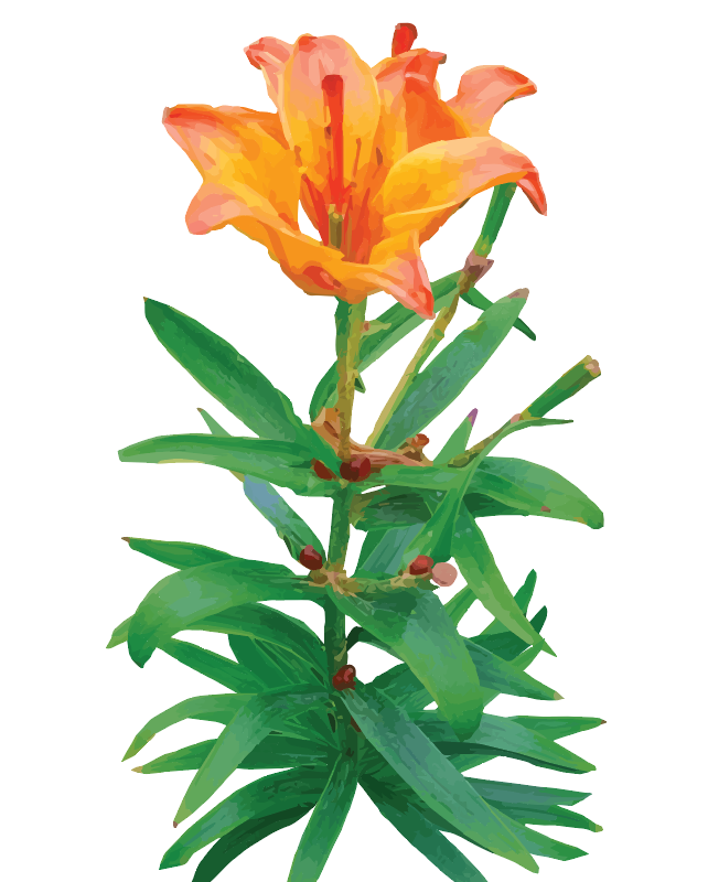 Orange Tiger Lilly Greeting Card. Orange Tiger Lilly Poster. Kashima.is