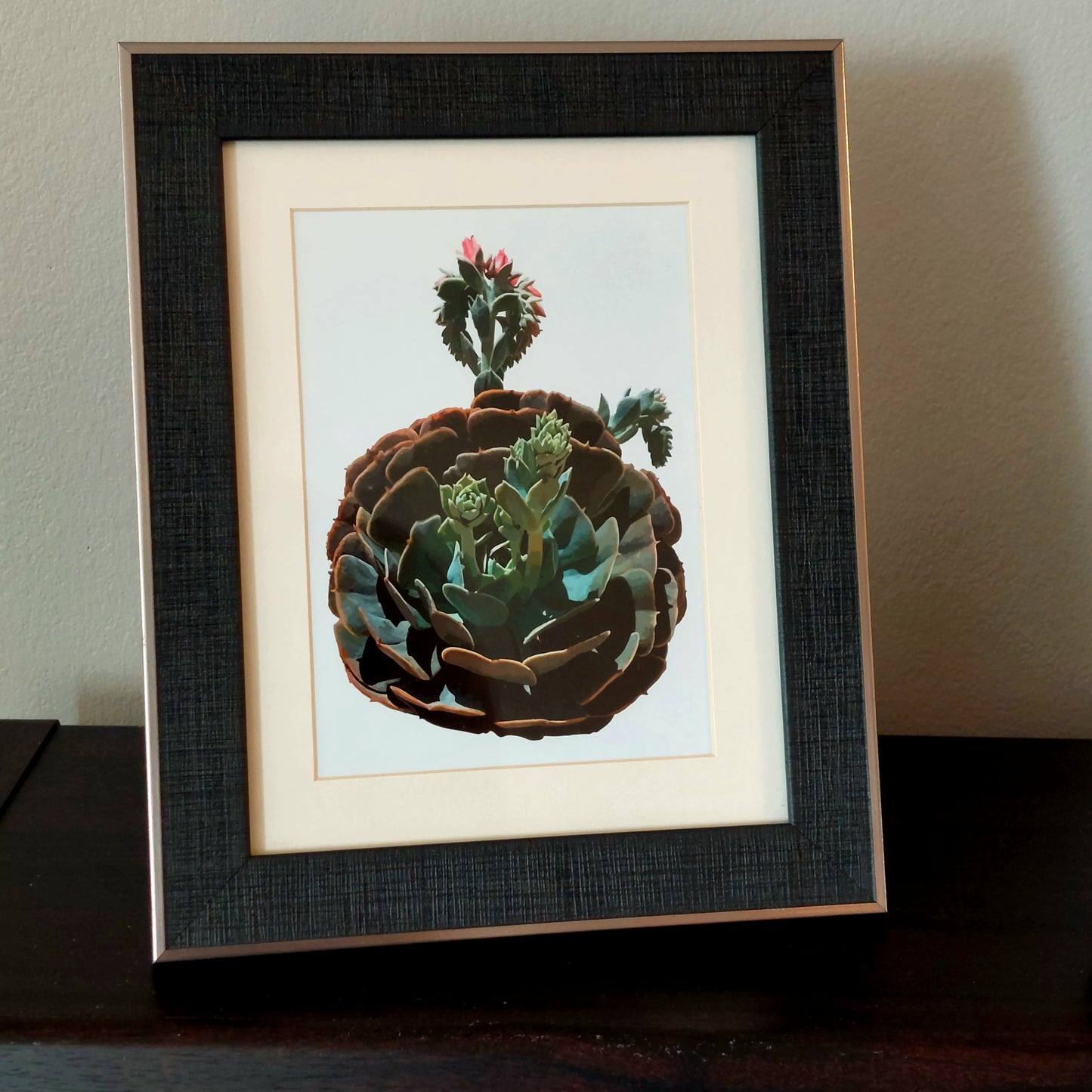 Circular Succulent Poster