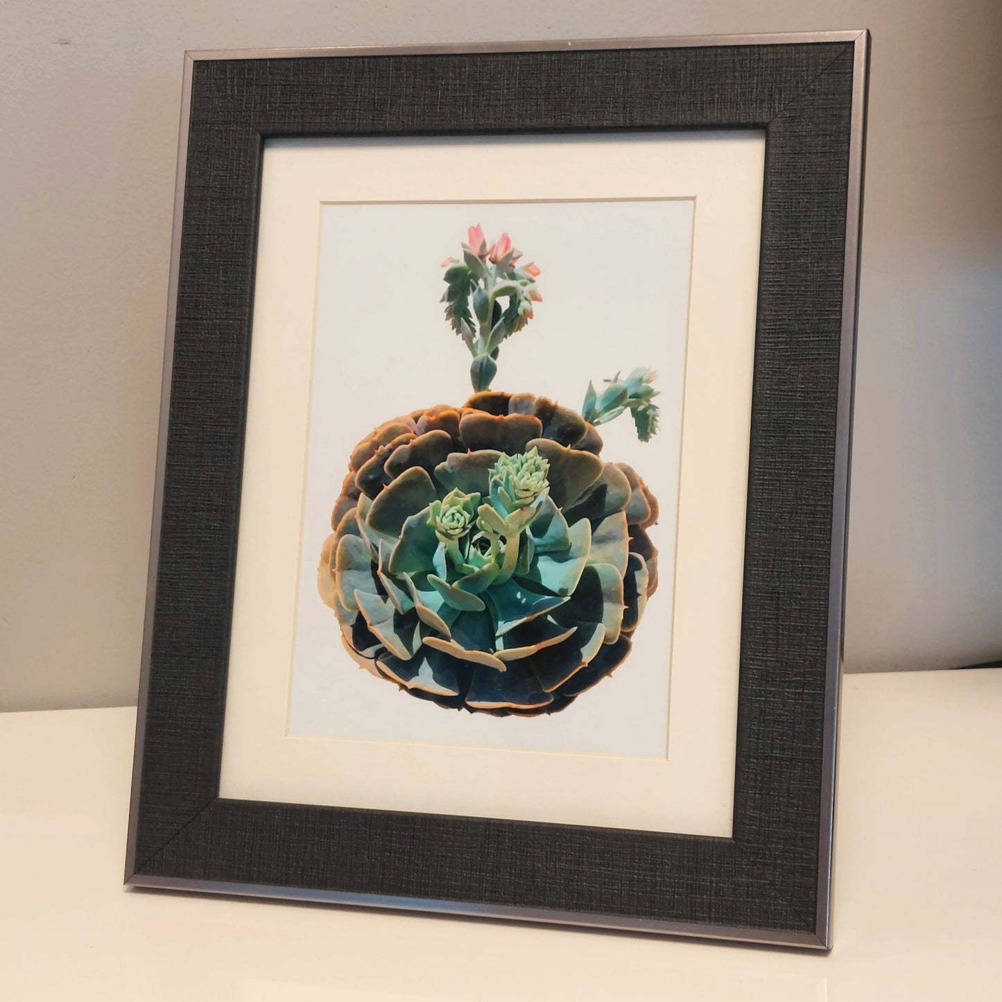 Circular Succulent Poster