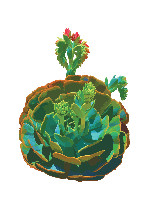 Circular Succulent Poster