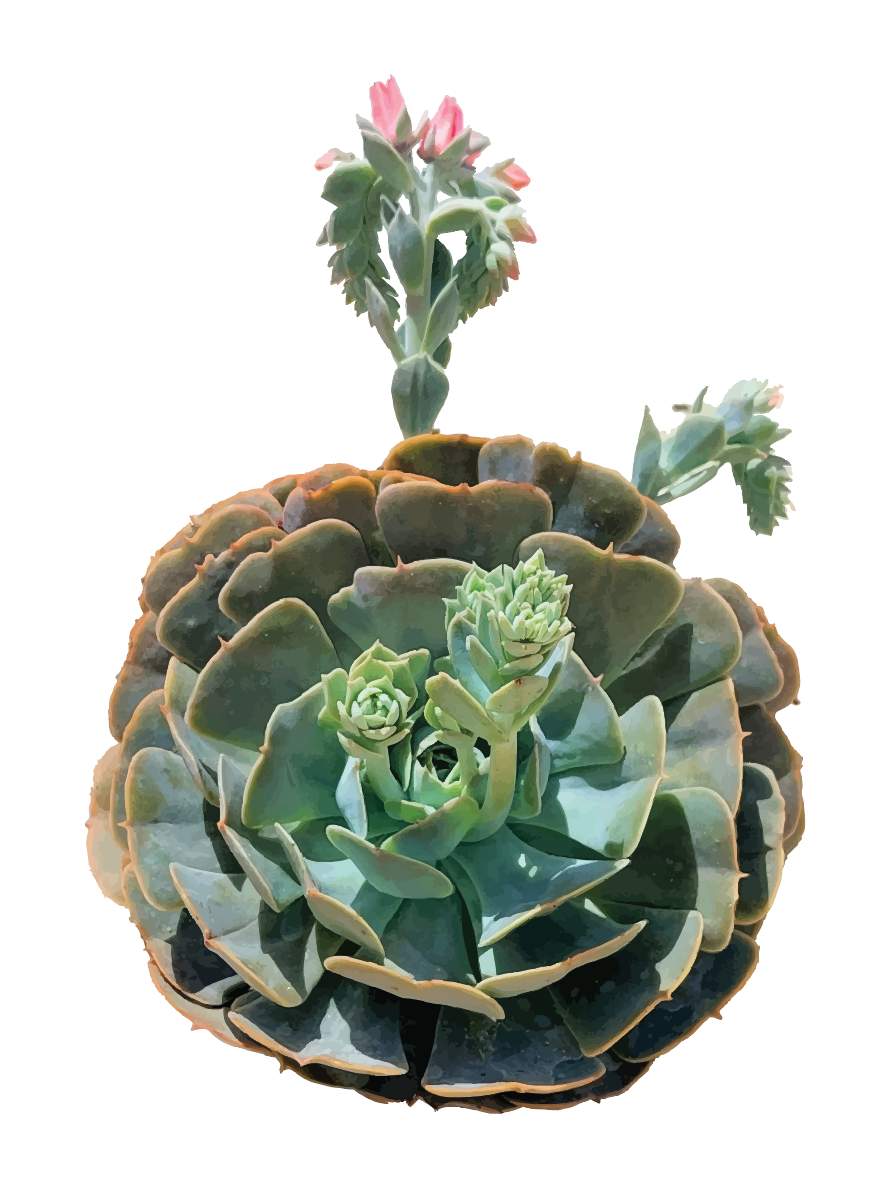 Circular Succulent Poster