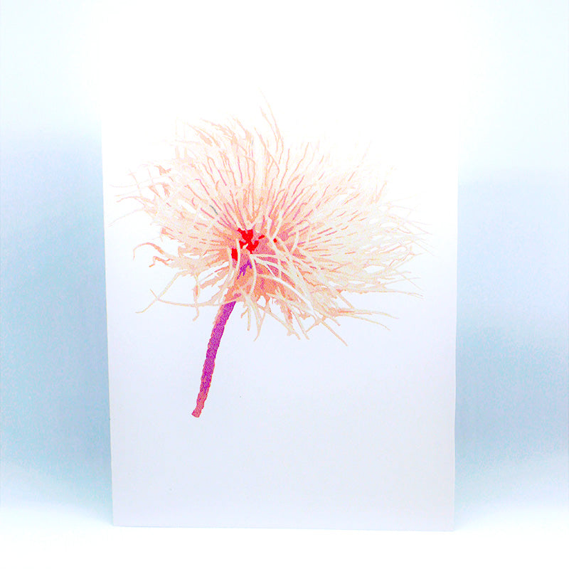 Alpine Anemone Greeting card=pink=kashima.is