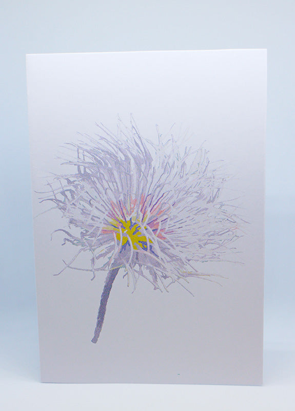 Alpine Anemone Greeting card=multicolor=kashima.is