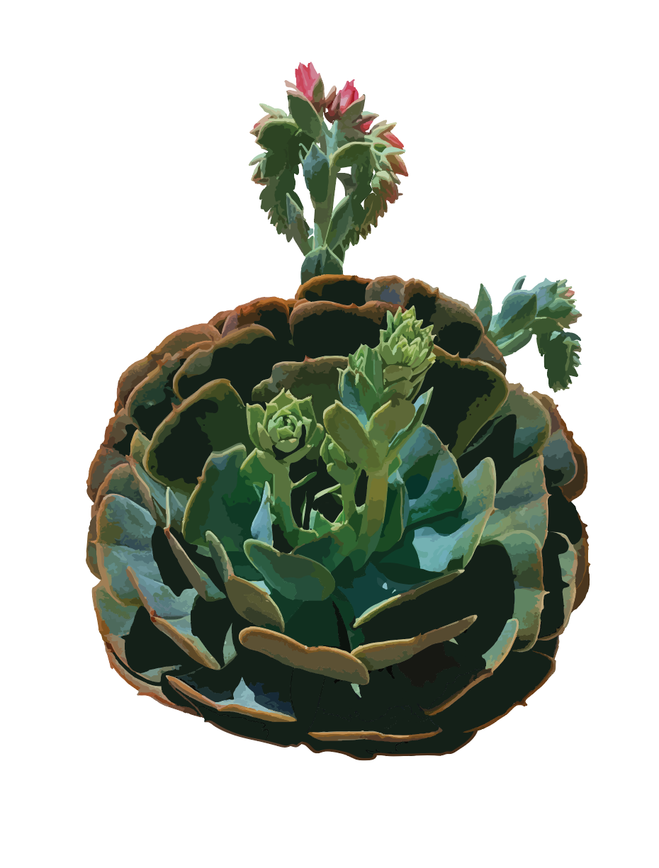 Circular Succulent Poster